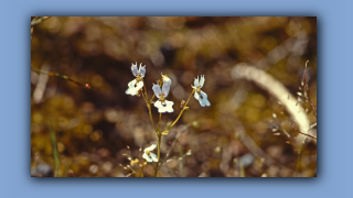 1993_WA_D05-16-28_Book Triggerplant (Stylidium calcaratum).jpg